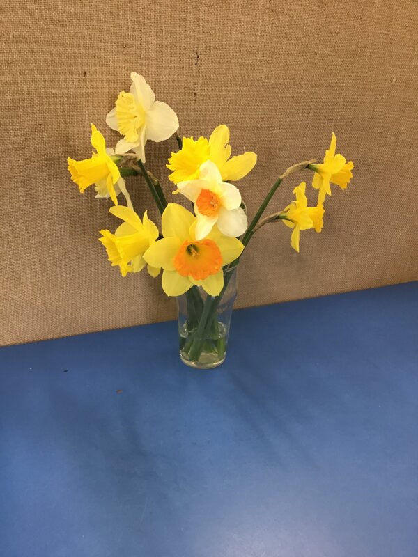 Spring Time Observational Drawings Daffodils Roseberry Academy